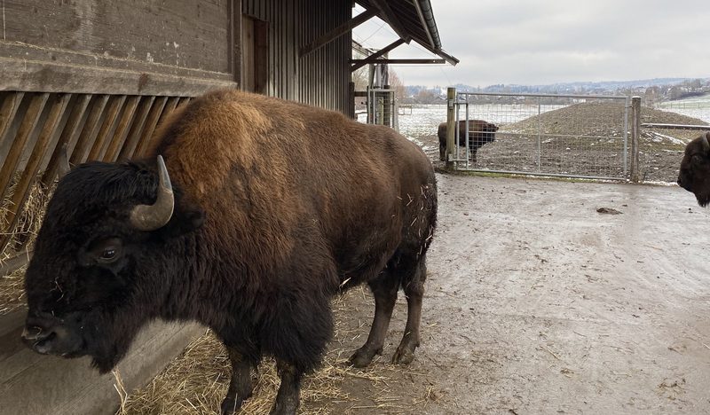 «Bisons bleiben Wildtiere» – auch wenn sie im Aaretal leben