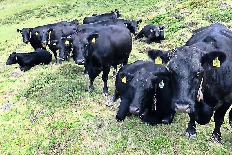 Die Angus-Kühe der Familie Lietha verbringen den Sommer auf der Alp.