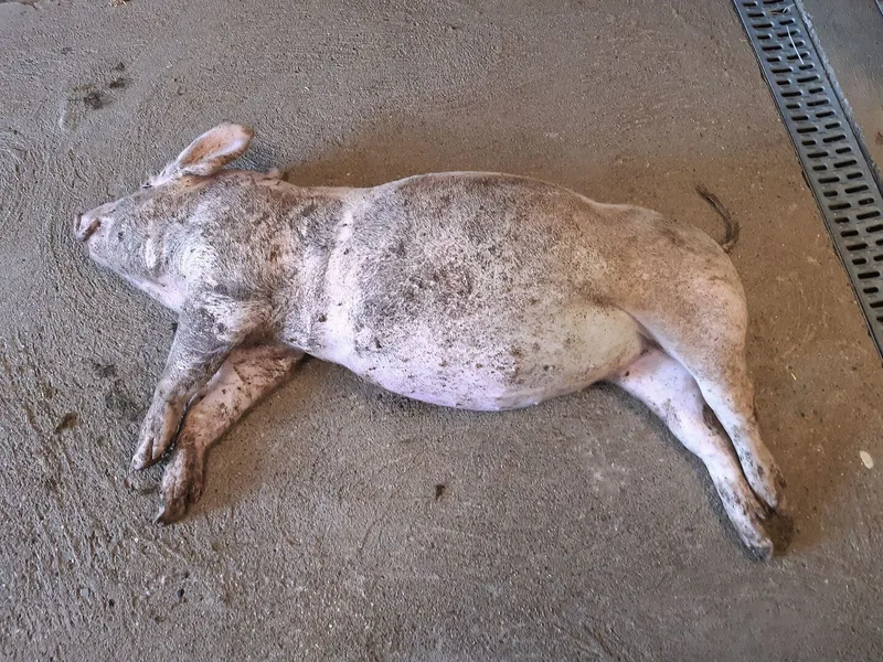 Ein vom Güllegas getötetes Schwein liegt am Boden.