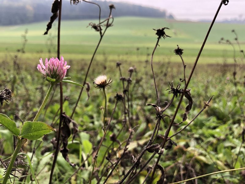 Ökowiesen im Herbst mähen, um für mehr Biodiversität zu sorgen