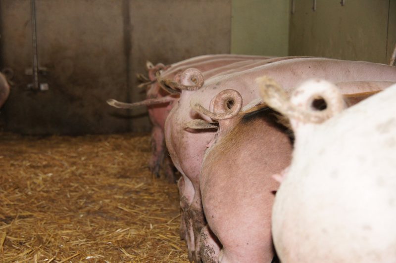 So steht die Schweiz punkto Tierschutz im Vergleich da