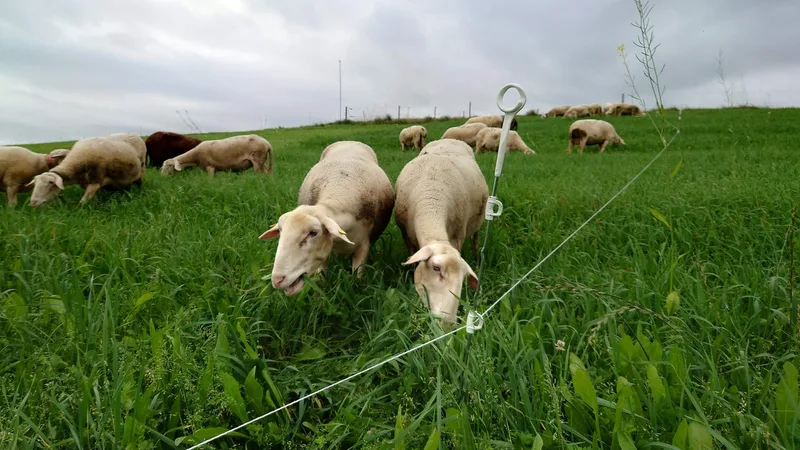 Weiterhin kräftiges Graswachstum in Aussicht