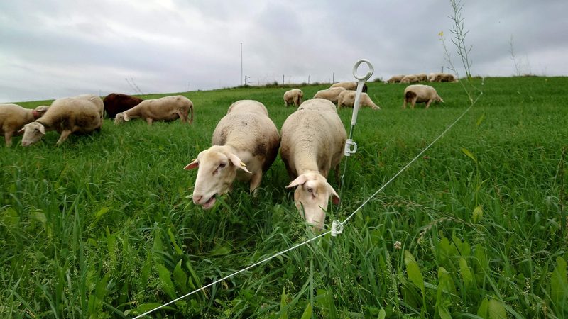 Weiterhin kräftiges Graswachstum in Aussicht