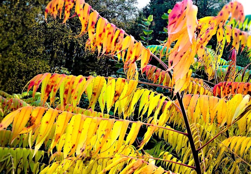 Invasive Neophyten: Diese 5 Pflanzen gehören nicht in den Garten