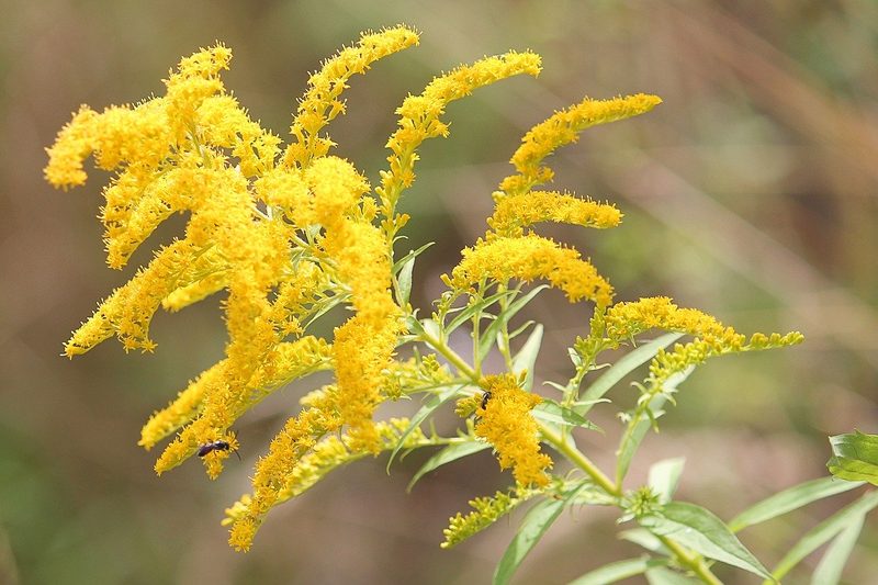Invasive Neophyten: Diese 5 Pflanzen gehören nicht in den Garten
