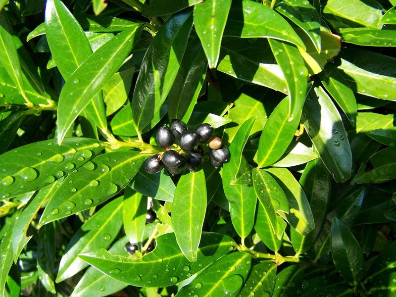 Invasive Neophyten: Diese 5 Pflanzen gehören nicht in den Garten