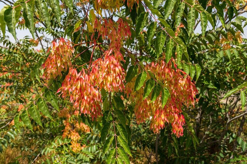 Invasive Neophyten: Diese 5 Pflanzen gehören nicht in den Garten