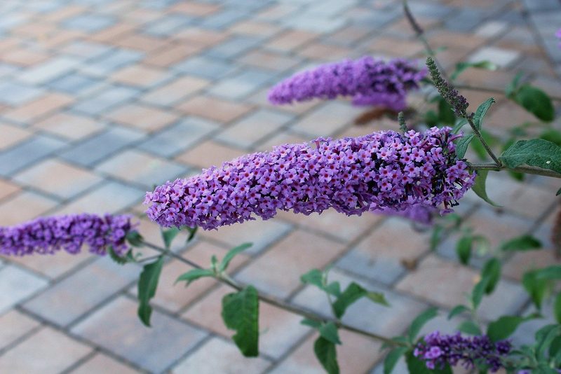 Invasive Neophyten: Diese 5 Pflanzen gehören nicht in den Garten