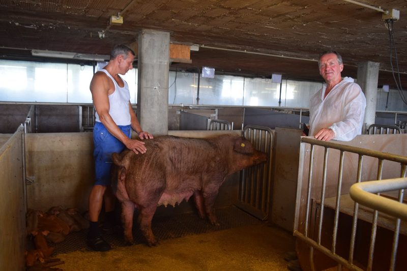 Bei Sepp Huber überleben auch die schwächsten Ferkel