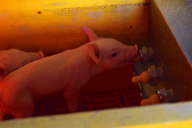Bei Sepp Huber überleben auch die schwächsten Ferkel