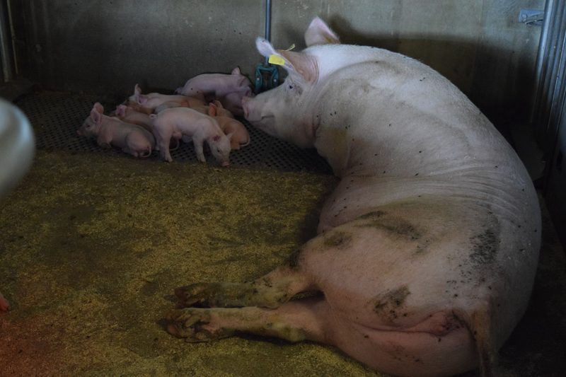 Bei Sepp Huber überleben auch die schwächsten Ferkel