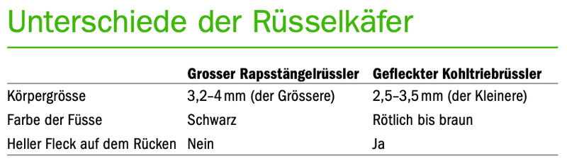 Der Raps und seine Schädlinge erwachen als Erstes aus dem Winterschlaf